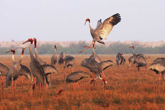 6 idees explorer delta du mekong parc ornithologique